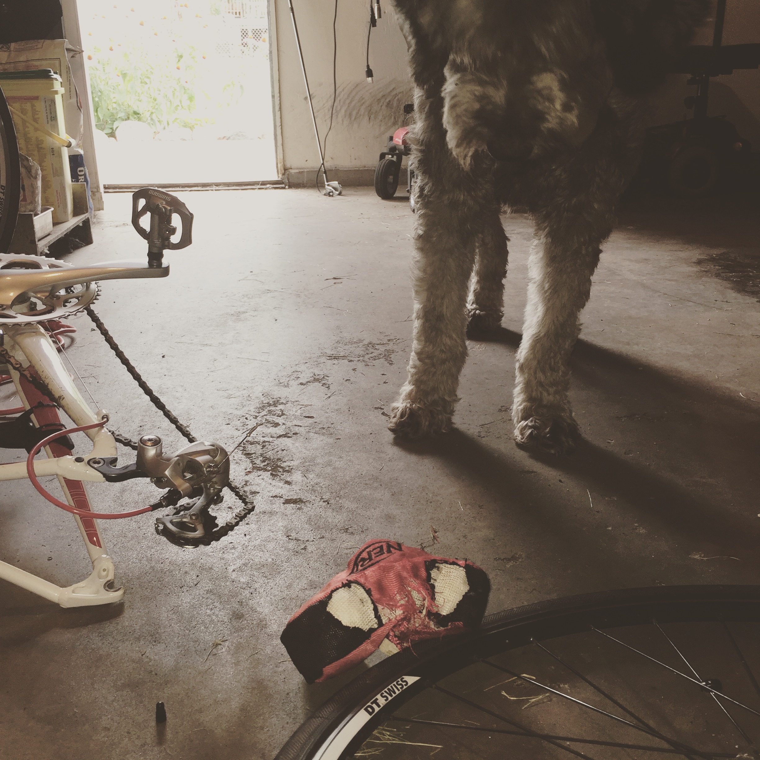 dog helps "fix" flat tire